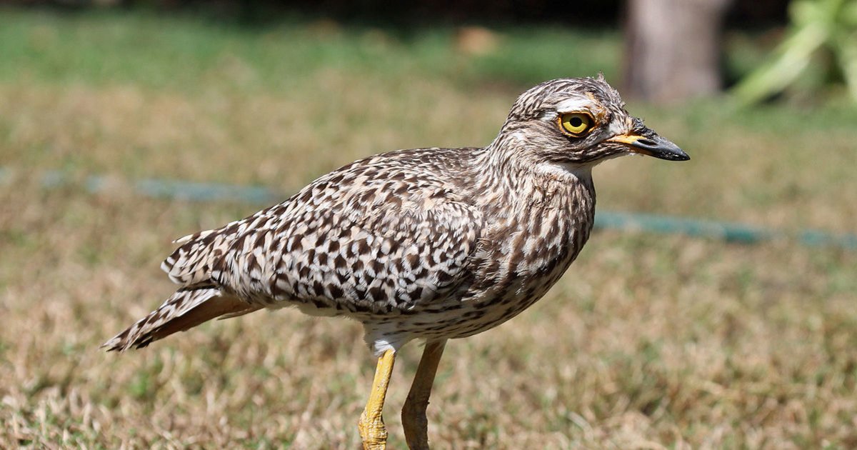 Non-Mammals Starting with D-E Quiz - By Tasi