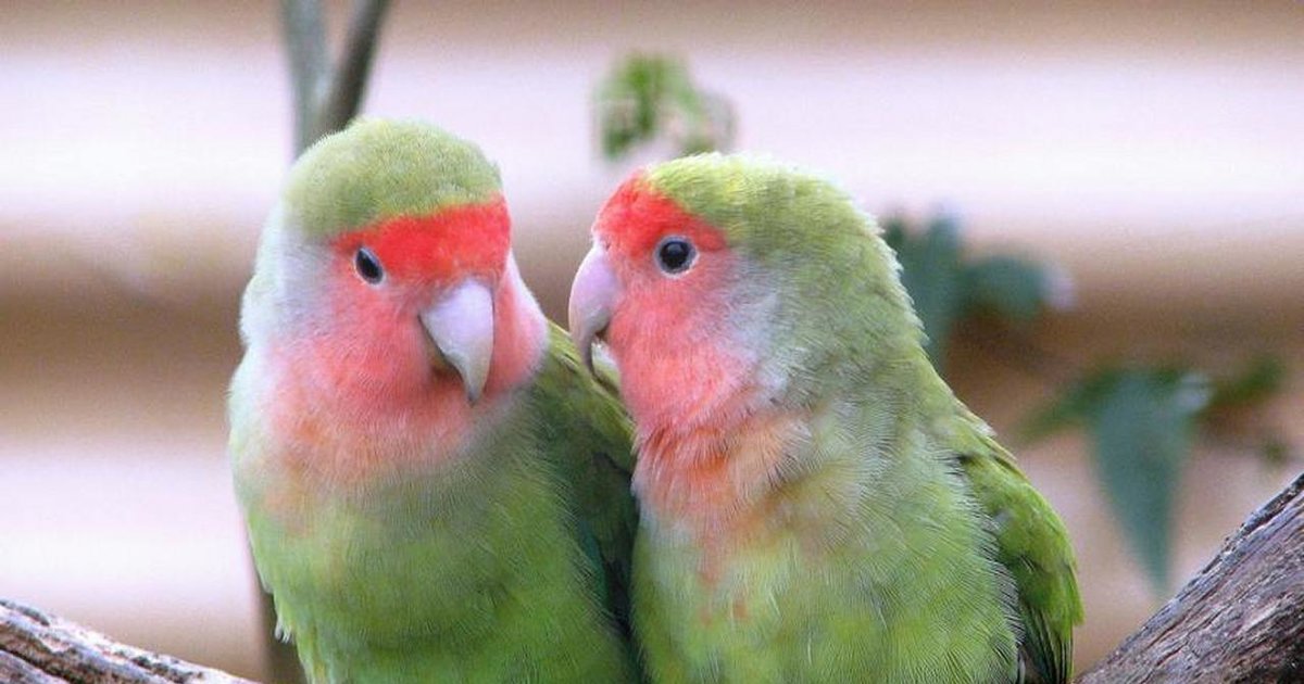 Non-Mammals Starting with K-L Quiz - By Tasi