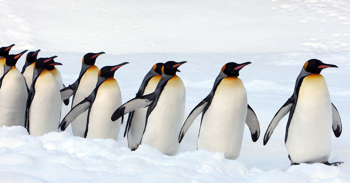 “Penguin, James Penguin” Lyrics by Brad Paisley Quiz By johncenafan612