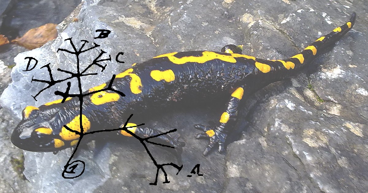 Salamander Taxonomy Quiz By Jonathan119
