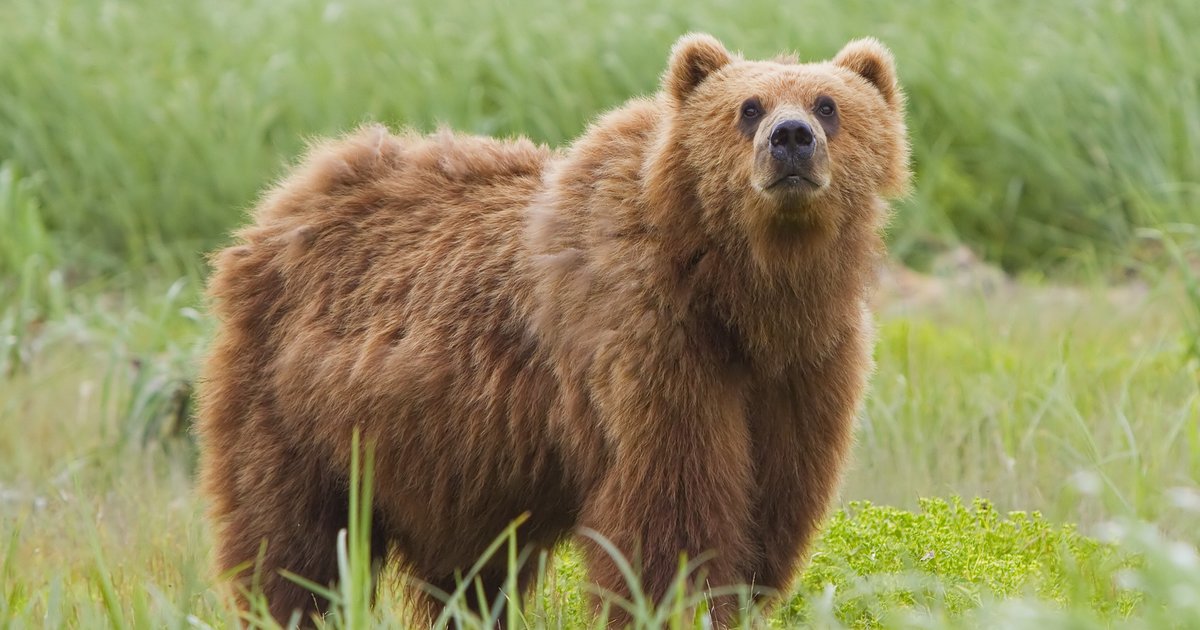 Bears Quiz - By Tasi