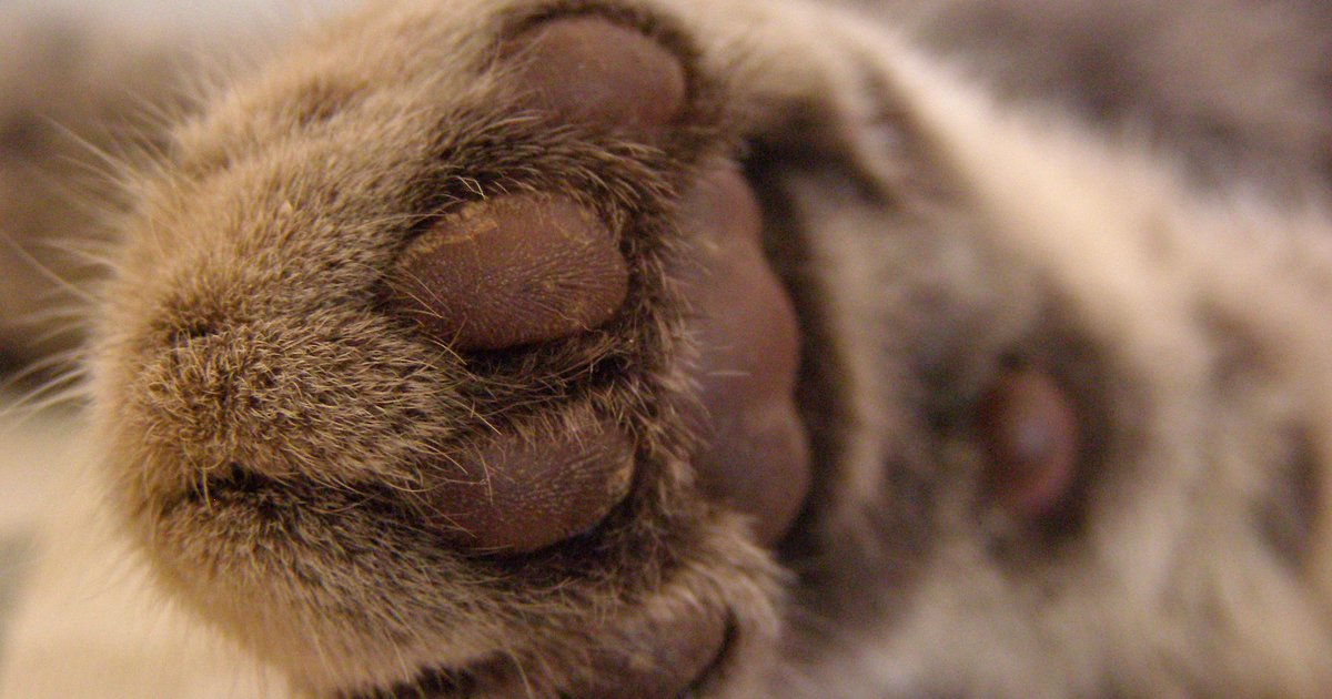 Animals by Feet CloseUp Quiz