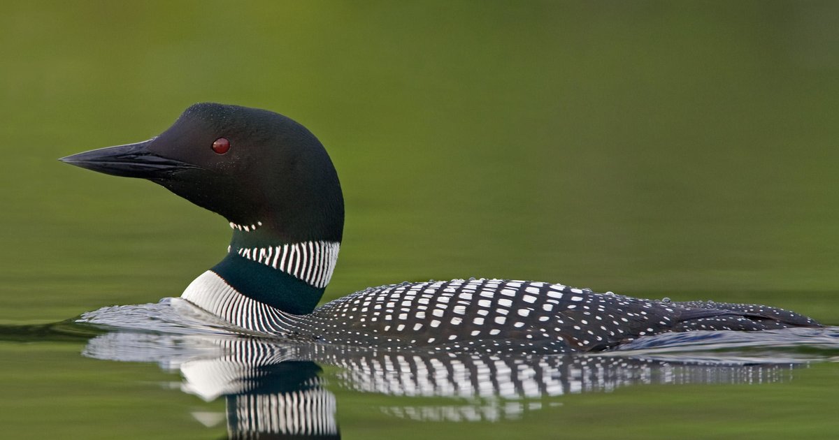 State Quiz Minnesota By bhcecil