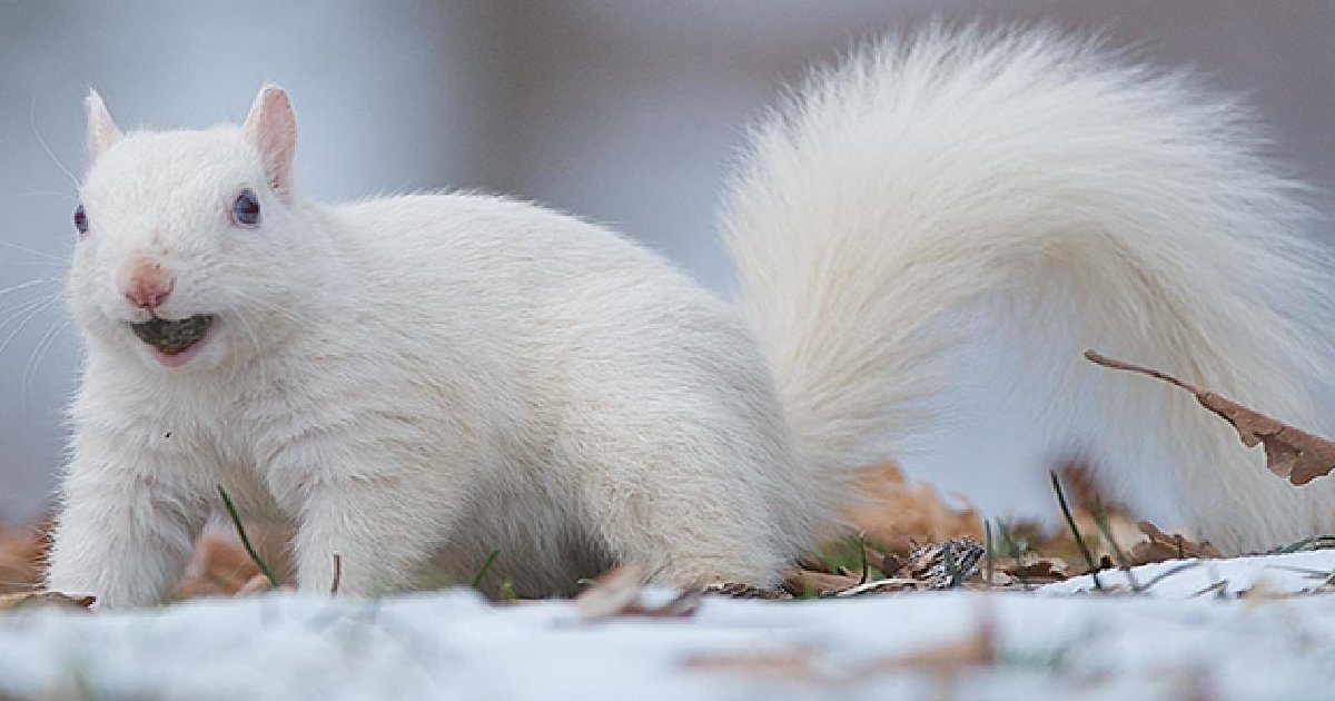 The secret life of squirrels Quiz By HerrieM