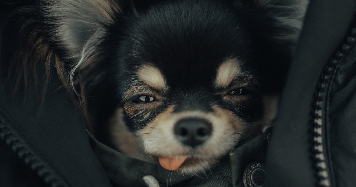 Mystery Phrase Blitz AKC Dog Breeds Quiz