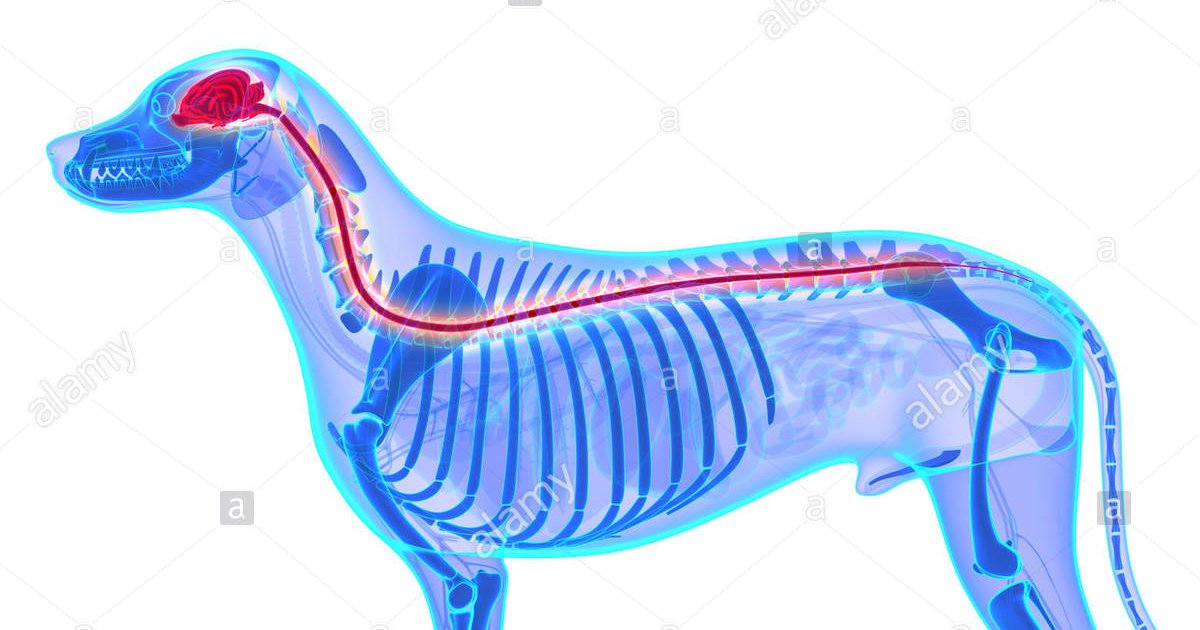 Roots of nerves in the canine brachial plexus Quiz By whybckup