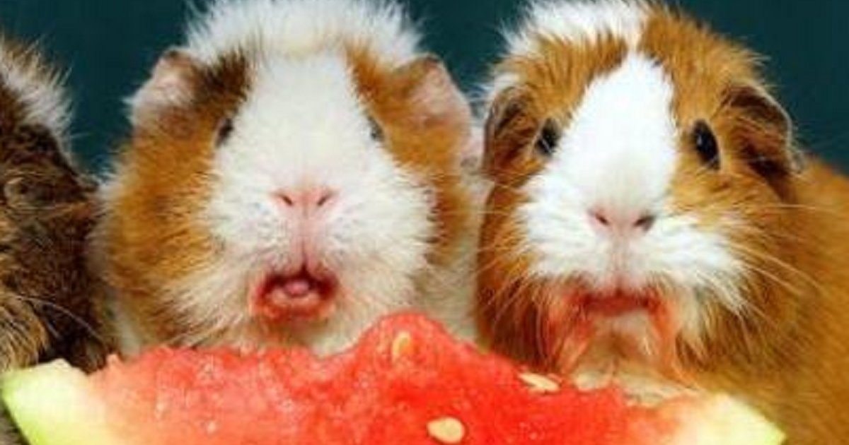 Animals Eating Watermelon Quiz