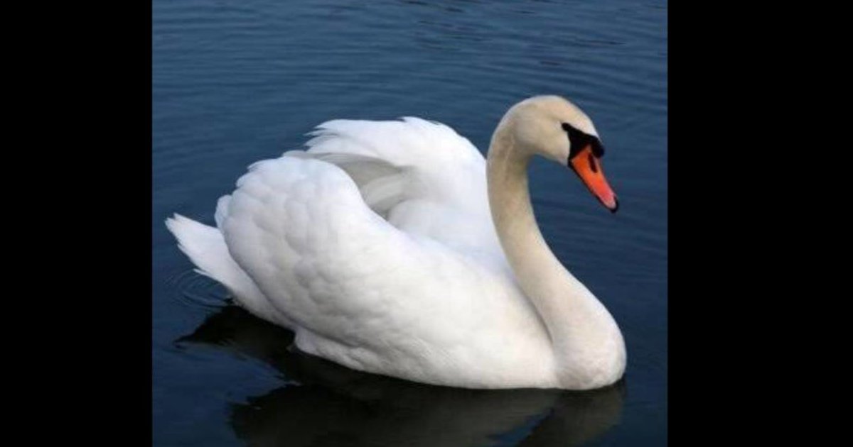 Rhymes with ‘SWAN’ Quiz By bfrtsp63gow