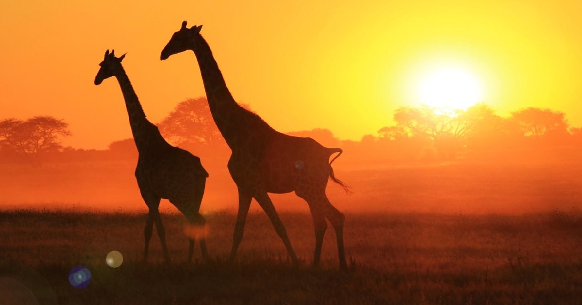 Animals Missing 7 Letter Words Quiz