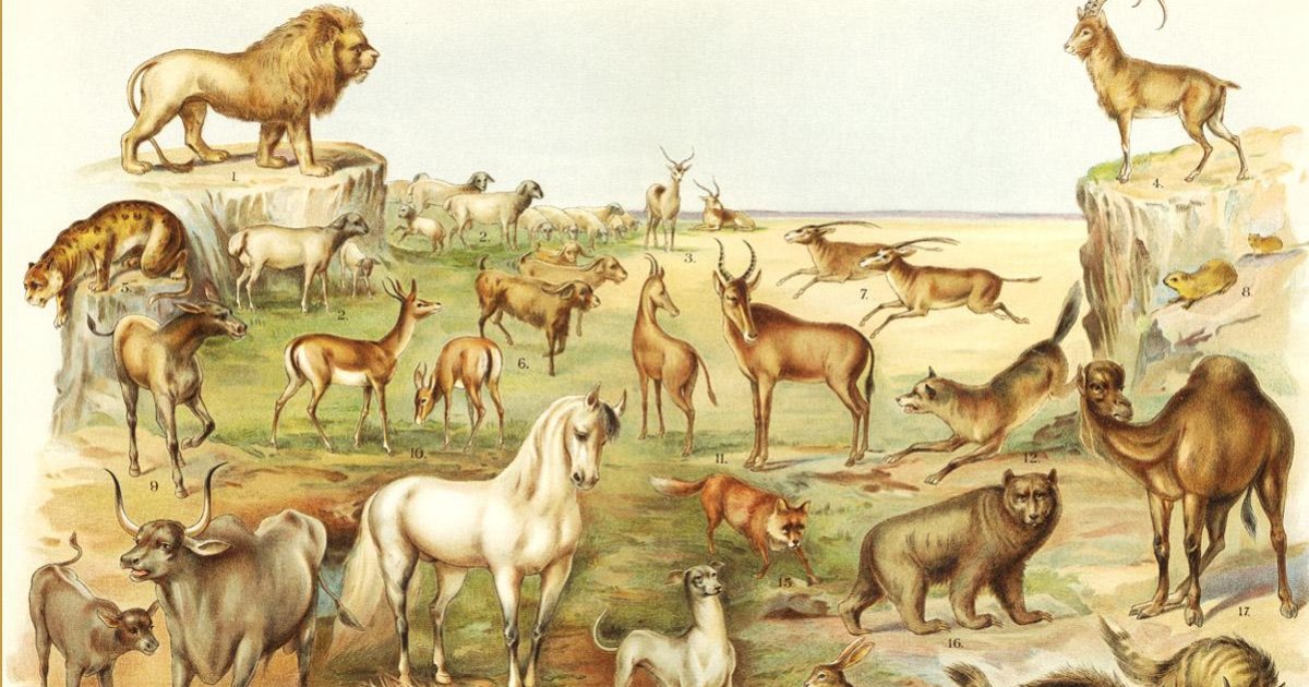 Animals Mentioned in the Bible Quiz