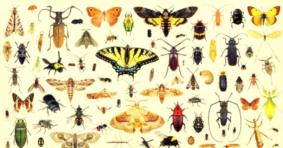 Hybrid Insects! (French) Quiz - By nabean