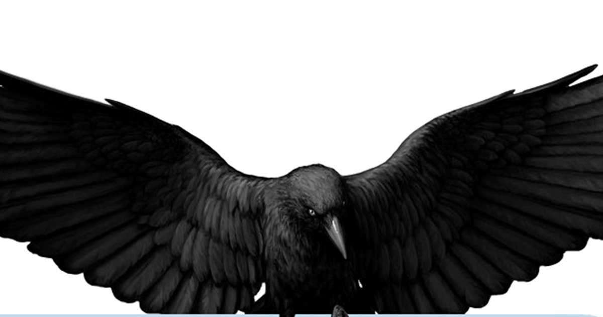 описание вороны. сказка про ворону. кэт уинтерс "история ворона". вороны. ворона художественное произведение.