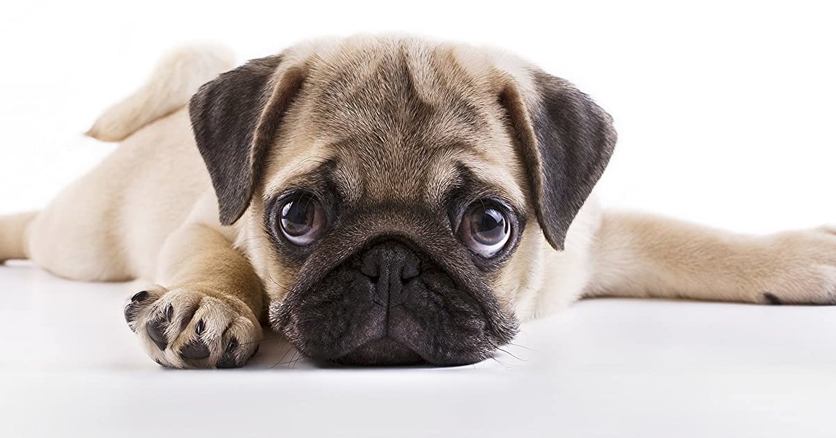 Dog Breeds by Pups Quiz By HughJaneNuss