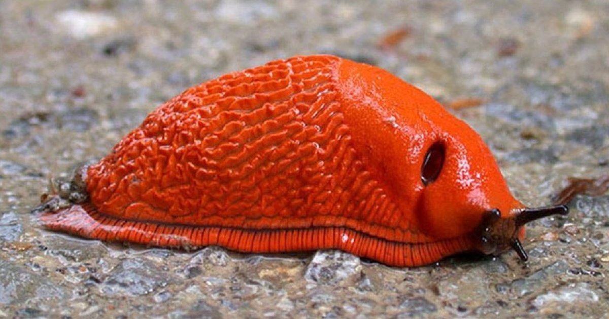 Find the Slug Animals Quiz - By alvir28