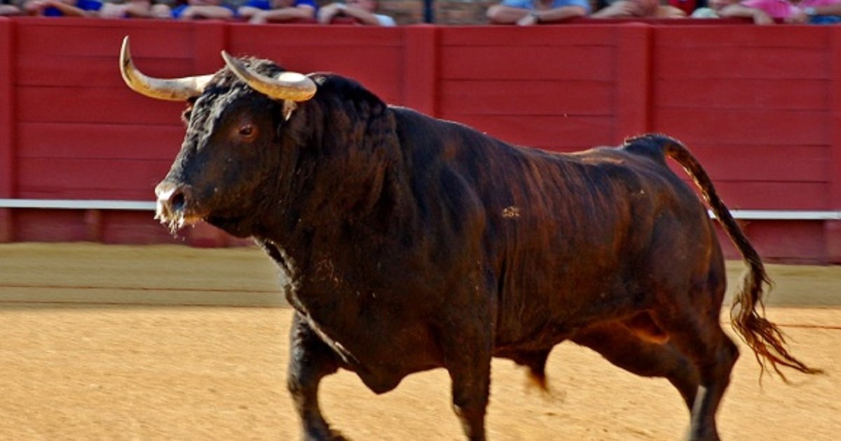 Find the Bull Animals II Quiz - By alvir28