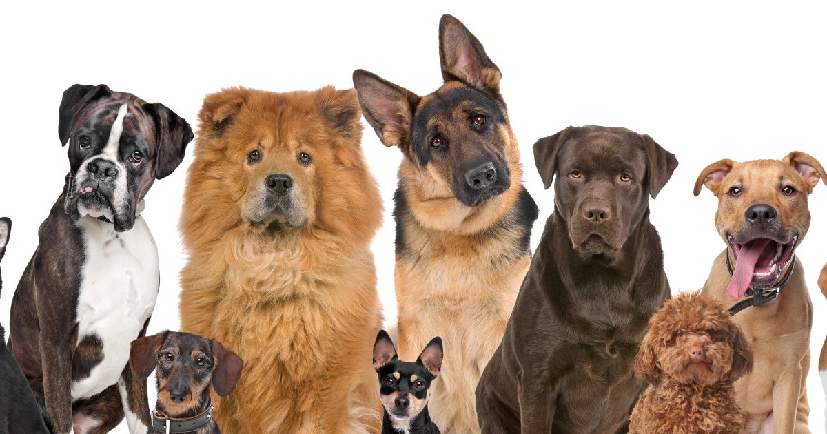 AKC Breeds by Picture Quiz By Brainynerd42