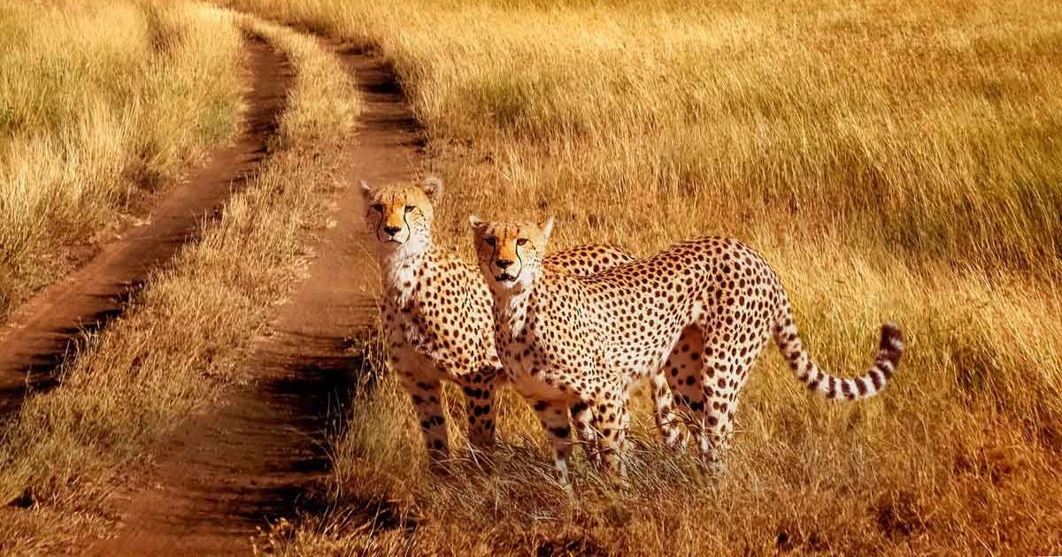 Serengeti Animals Quiz