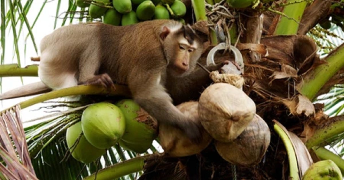 Find the Coconut Animals Quiz By alvir28