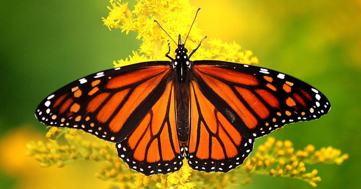 Find the Orange Animals Quiz