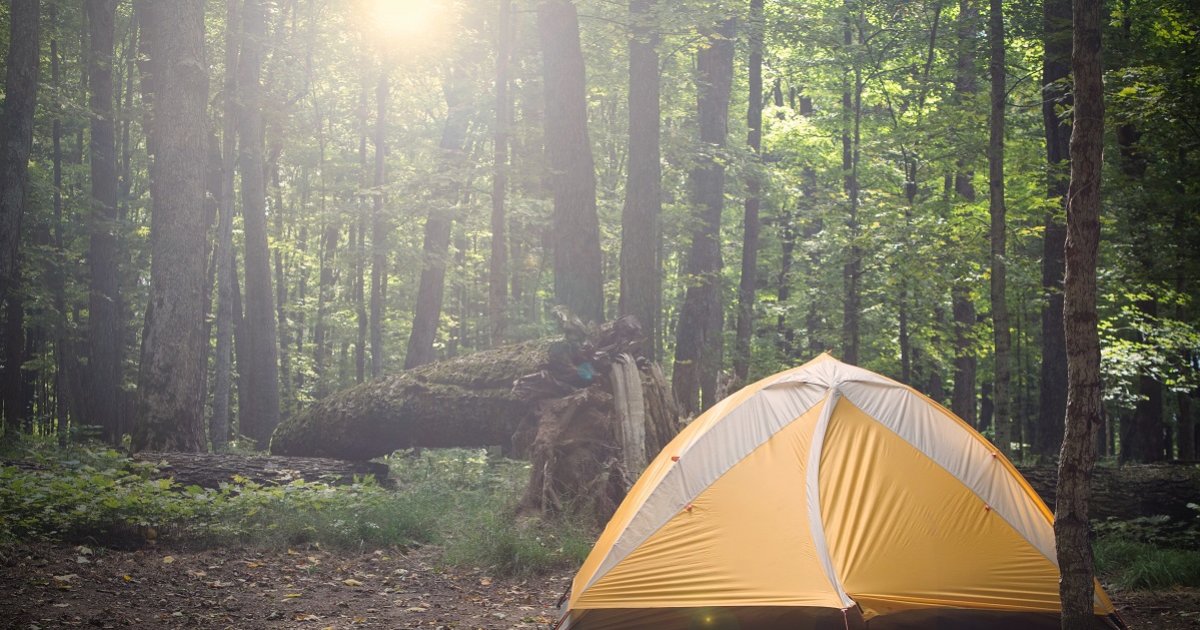 Tents and Trees Logic Puzzle 36 Quiz By garolo