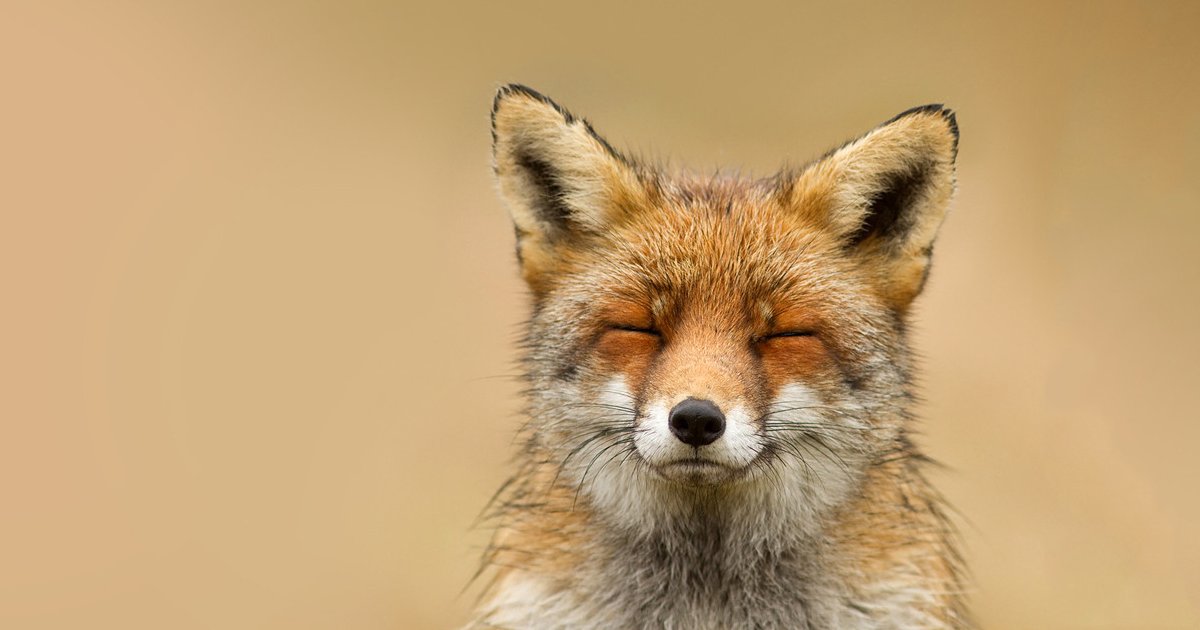Mammal By Scientific Name Quiz - By zoeysydney