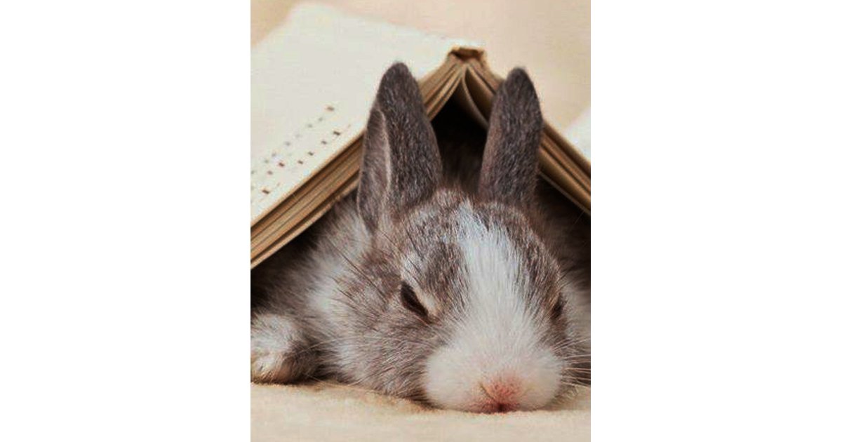 Follow That Line: rabbits Quiz - By fellowmerry