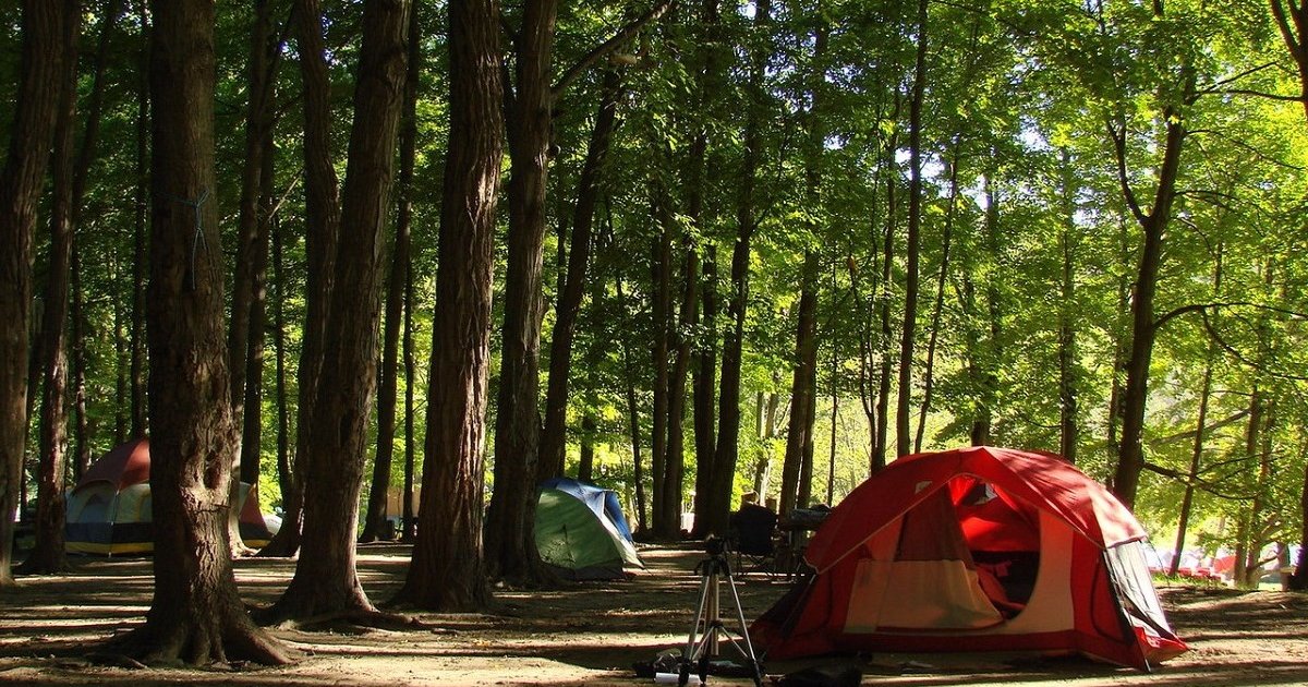 Tents and Trees Logic Puzzle 63 Quiz By garolo