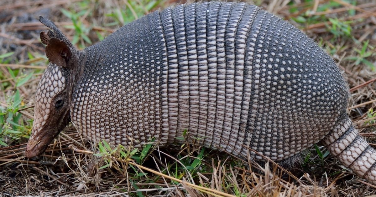 Sporcle blitz Anatomy of an Armadillo Quiz Stats - By Friklazen_HUN