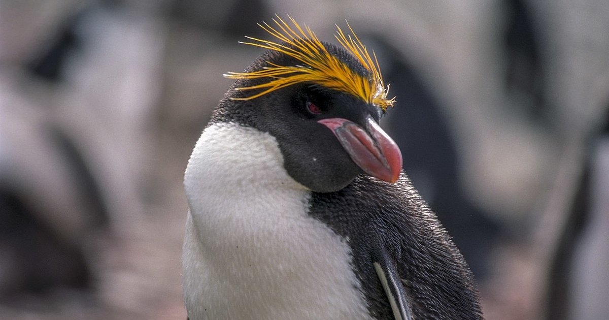 Flightless Birds Crosswords Quiz By Tasi