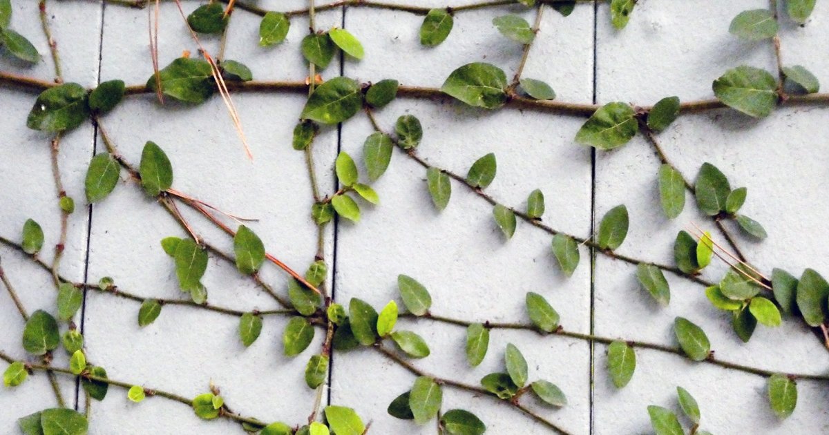 Find the Vine Animals Quiz - By alvir28