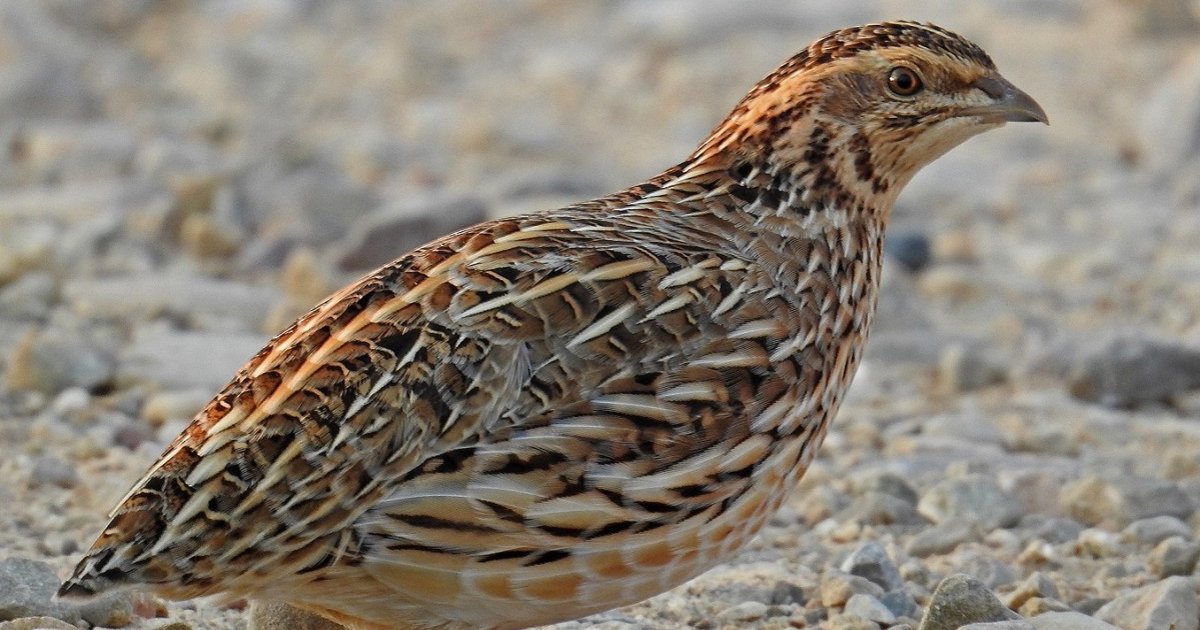 Find the Quail Animals Quiz - By alvir28