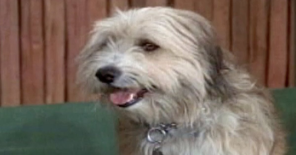 Brady Bunch Pets Quiz By graceful