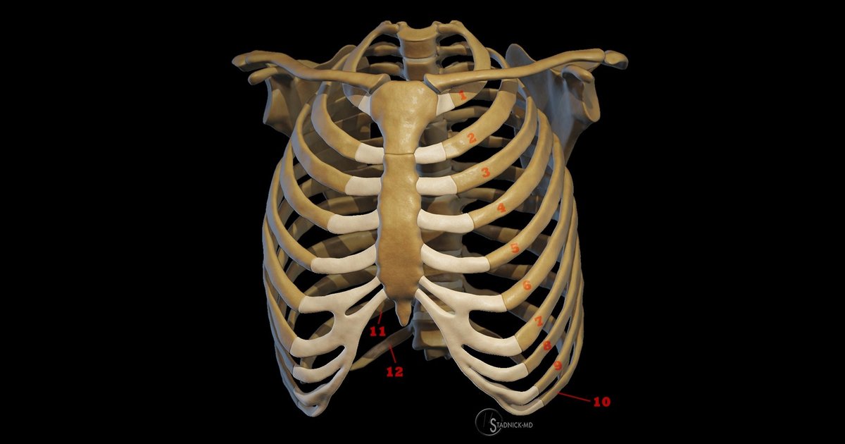 Anatomy of the Ribs Quiz - By Hannahmat