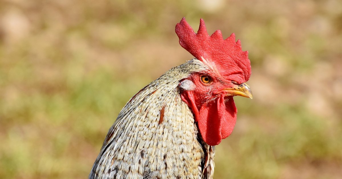 Sunday Crossword Poultry in Motion Quiz