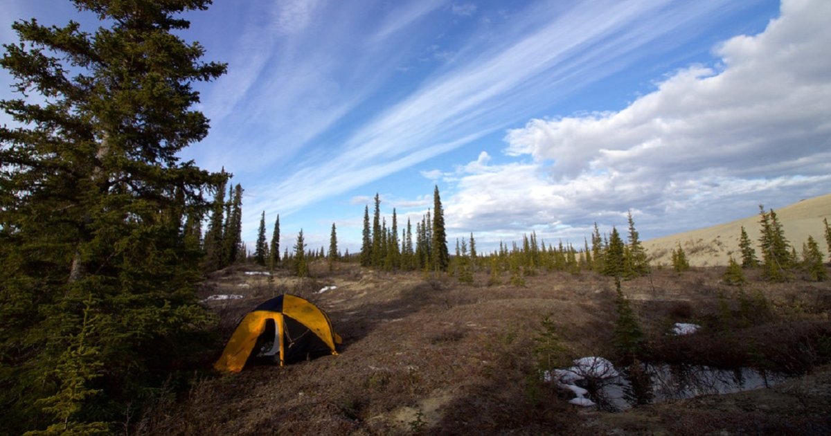 Tents and Trees Logic Puzzle 114 Quiz By garolo