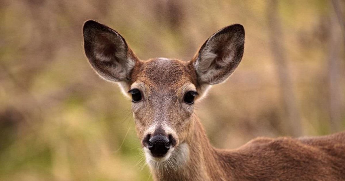Car Deer Collisions Quiz