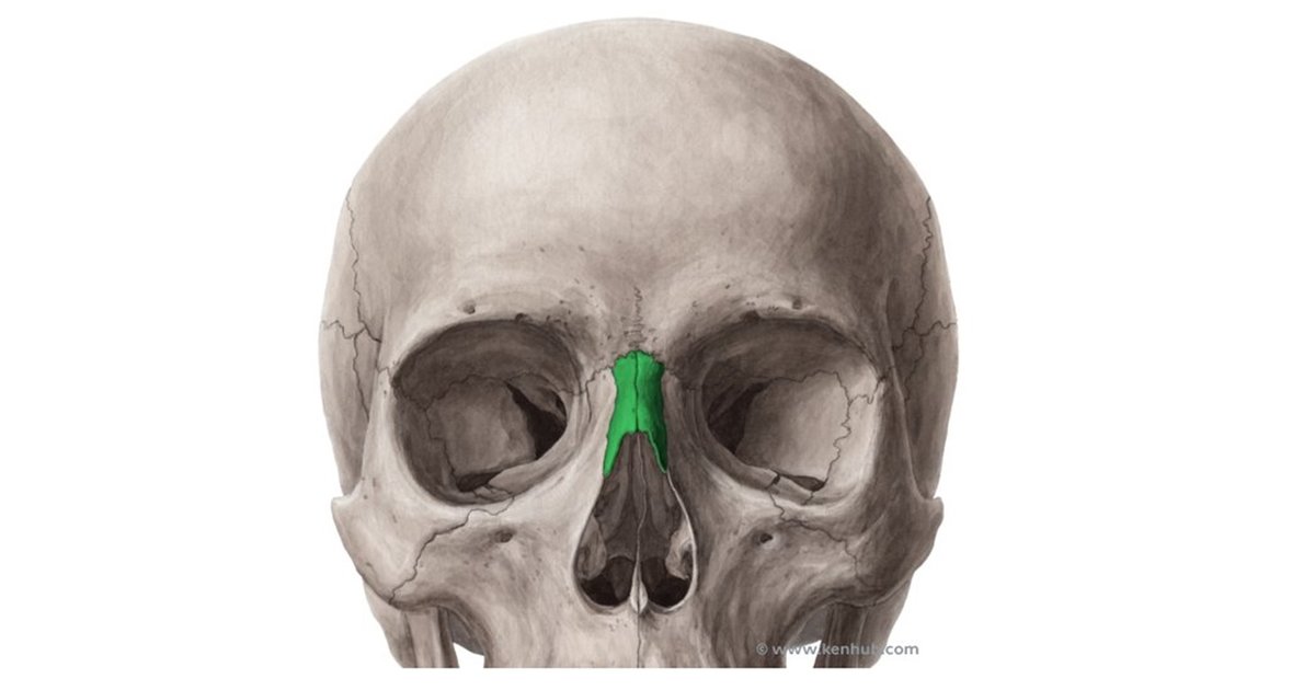Anatomy of the Nasal Bone Quiz - By Hannahmat