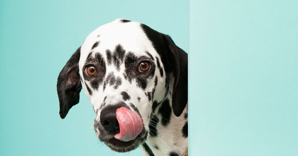 Legislations for Animal Welfare Quiz By Manicgamer04