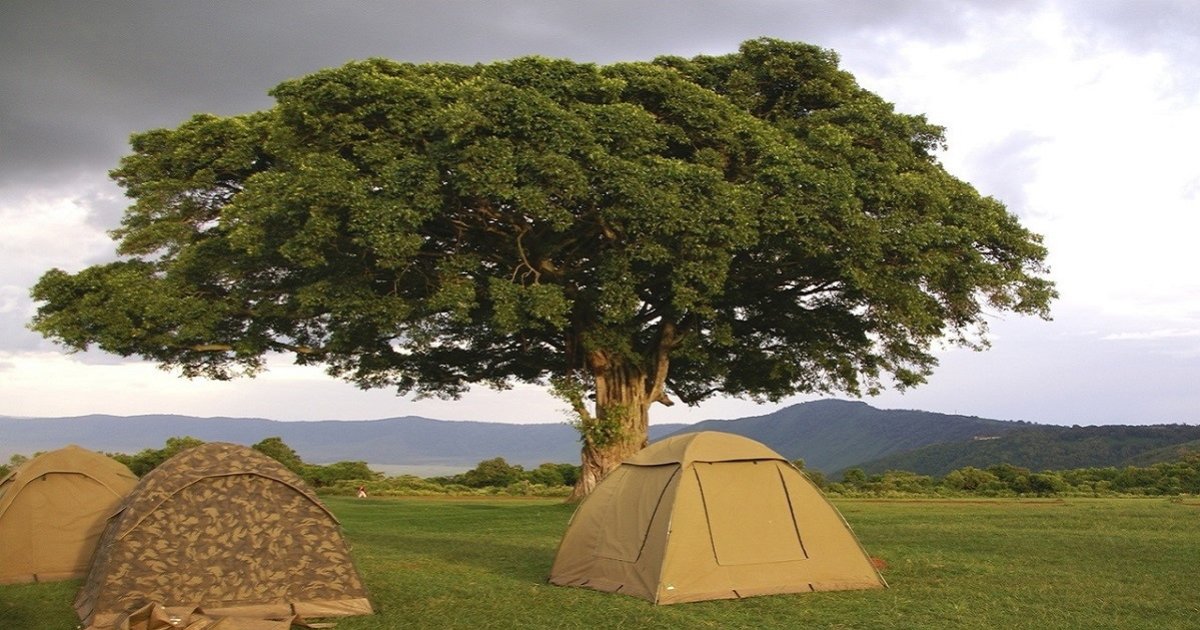 Tents and Trees Logic Puzzle 121 Quiz By garolo