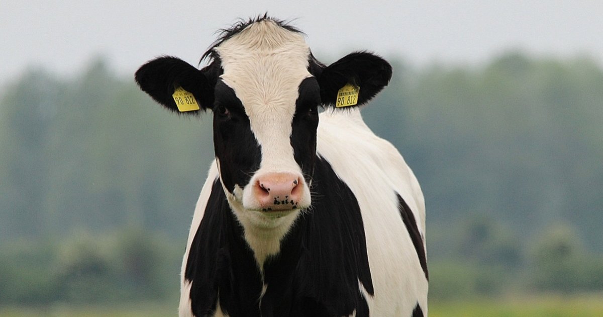 U S States With The Most Cattle Quiz By Palmtree u-s-states-with-the-most-cattle-quiz-by-palmtree