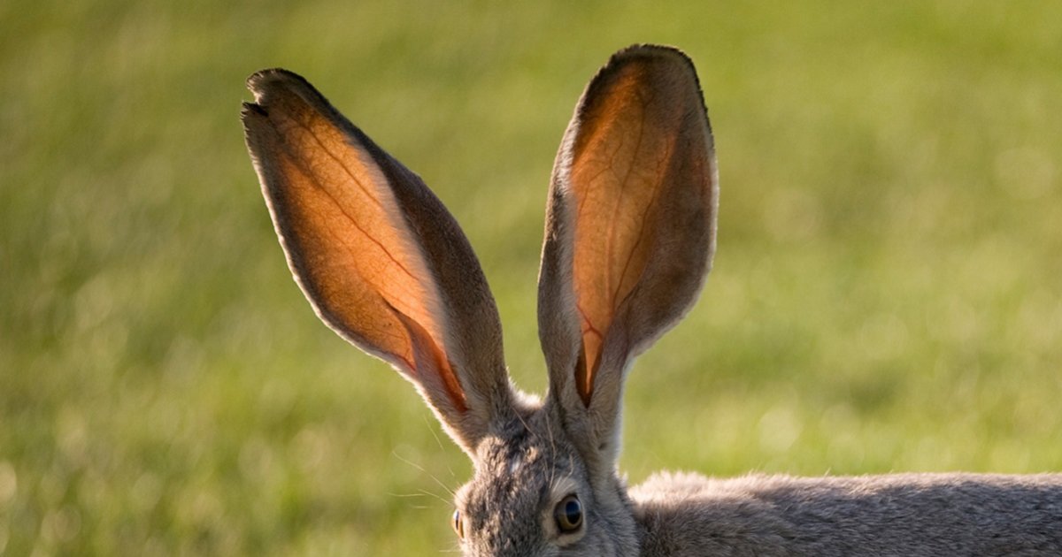 Find The Ear Animals Quiz By Alvir28 find-the-ear-animals-quiz-by-alvir28