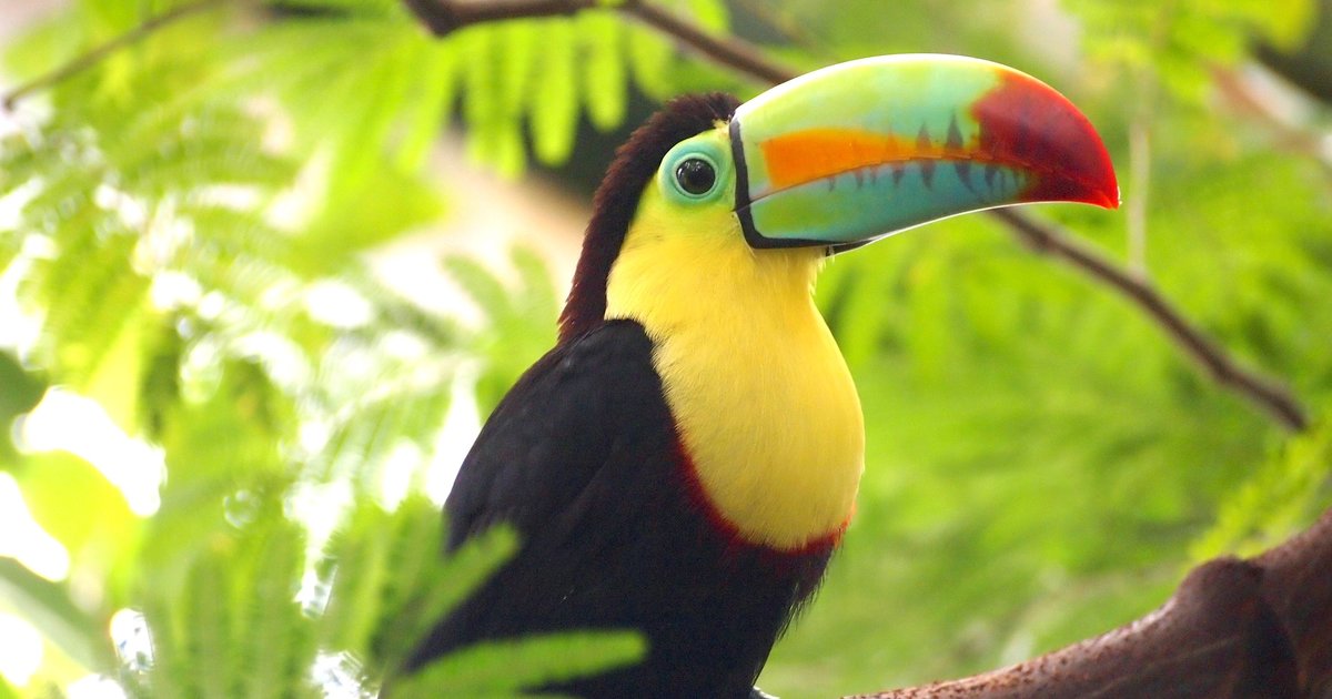 Countries with Highest Bird Diversity Quiz Stats By captaindinofuzz