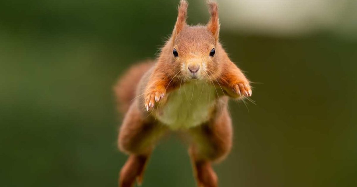 Countries with the most squirrels Quiz By Utrecht