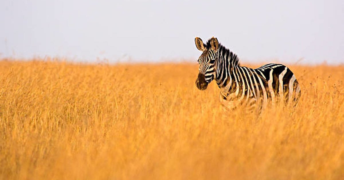 Click the Zebra Countries Quiz