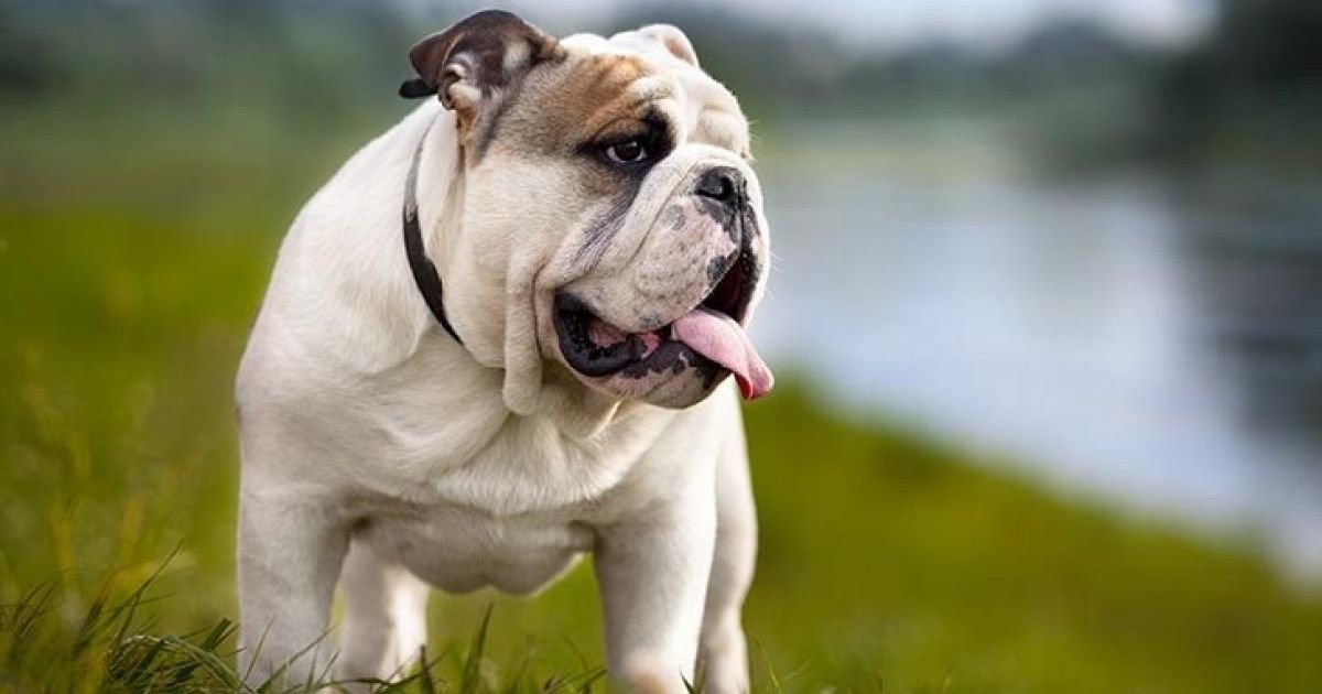 English Dog Breeds Quiz By gamelord2007