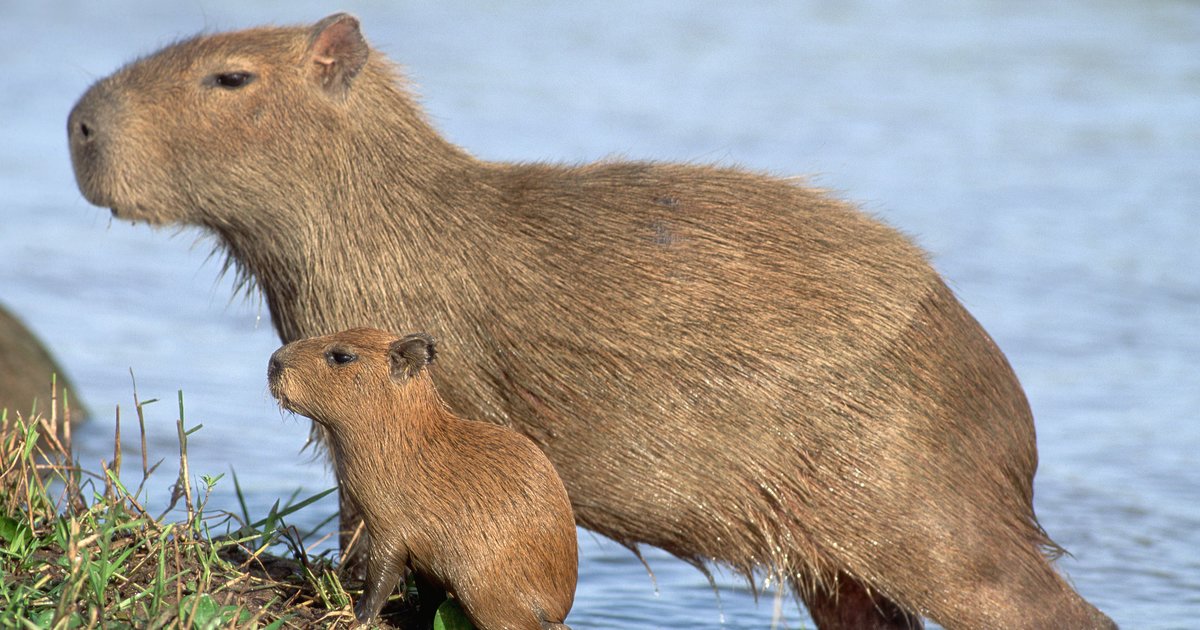 Mammals by First 3 Letters Quiz