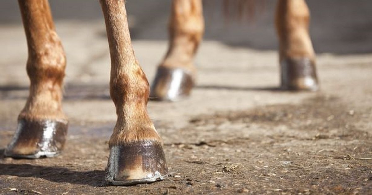 Find the Leg Animals II Quiz Stats By alvir28