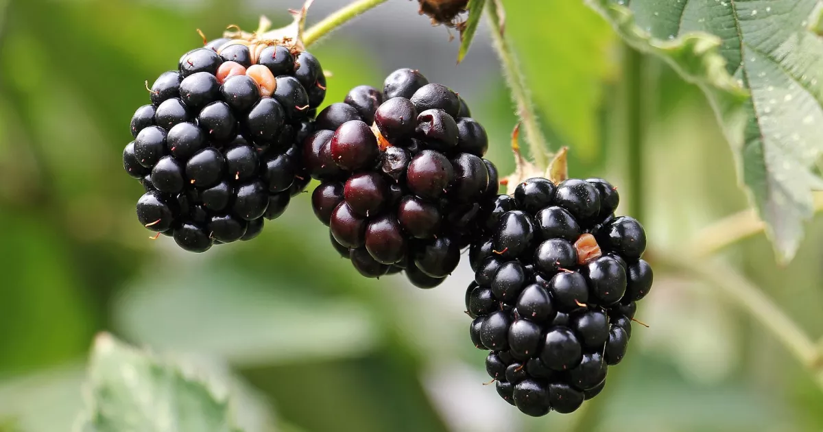 Fruits by First 3 Letters