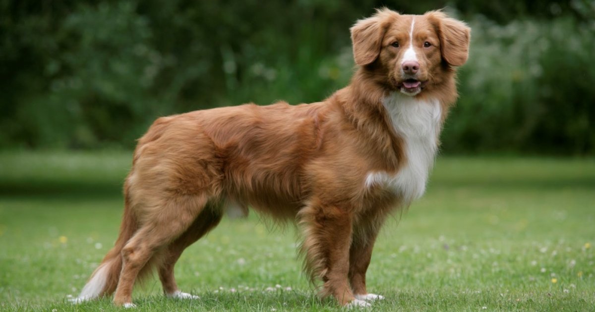 Canadian Dog Breeds Quiz By gamelord2007