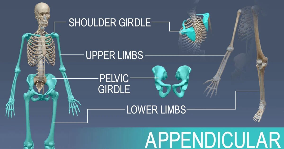 Appendicular skeleton Quiz By LemonChet